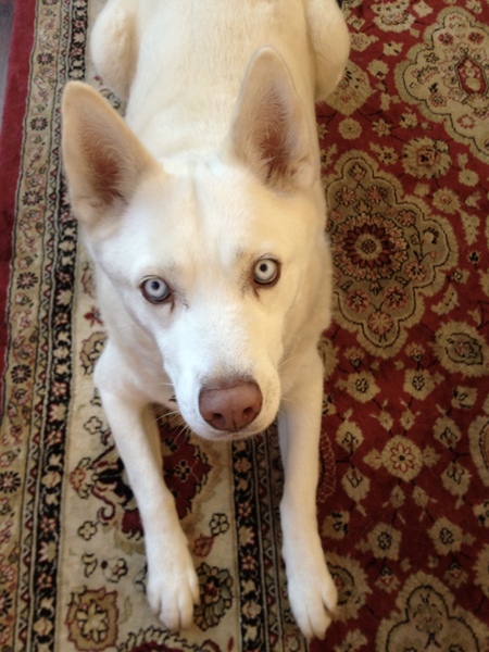 Entry image for Mya. Clicking this image will show a larger photo