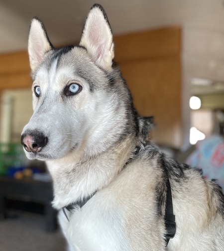 Entry image for Dozer. Clicking this image will show a larger photo