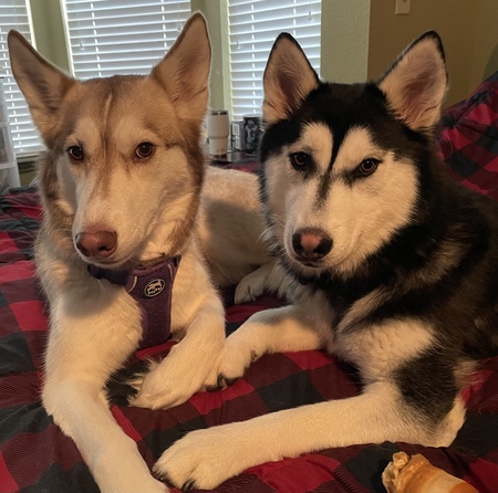 Entry image for Delta and Dakota. Clicking this image will show a larger photo