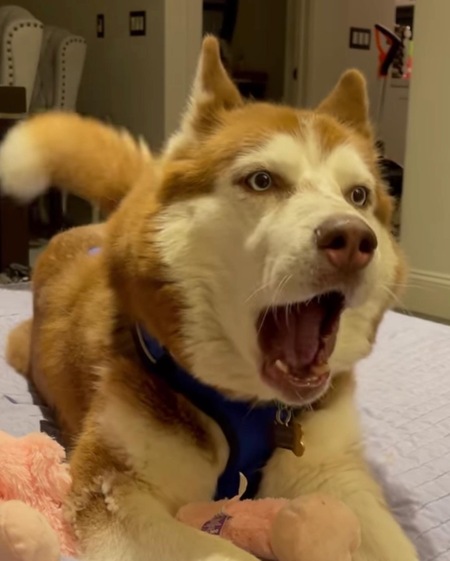 Entry image for Sweetie. Clicking this image will show a larger photo