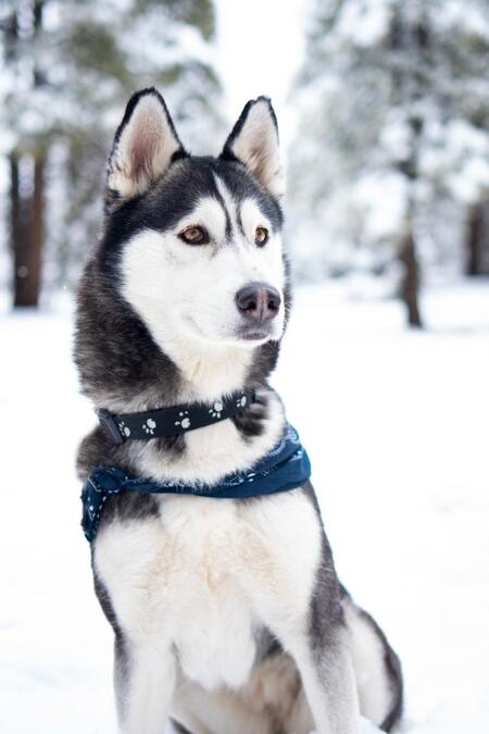 Entry image for Mika. Clicking this image will show a larger photo