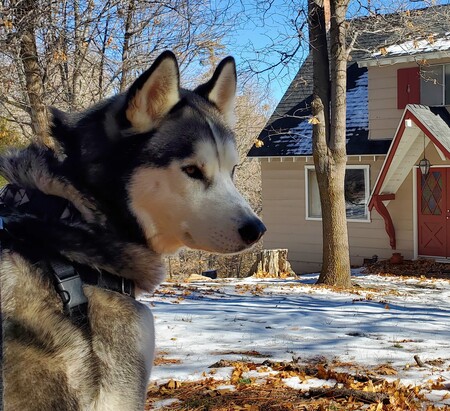 Entry image for Tofu. Clicking this image will show a larger photo