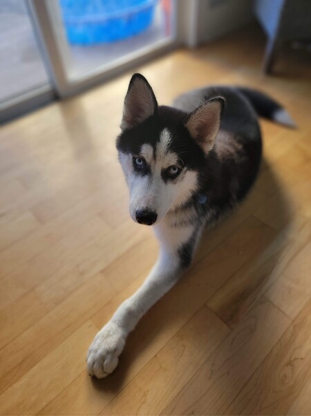 Entry image for Saint (aka Rocket). Clicking this image will show a larger photo