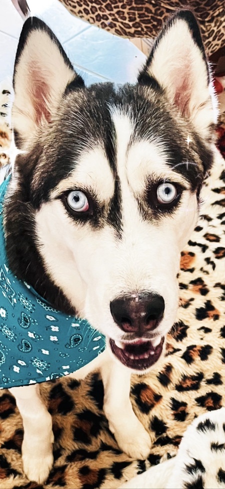 Entry image for Koda. Clicking this image will show a larger photo