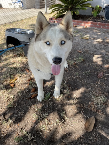 Entry image for Ace. Clicking this image will show a larger photo