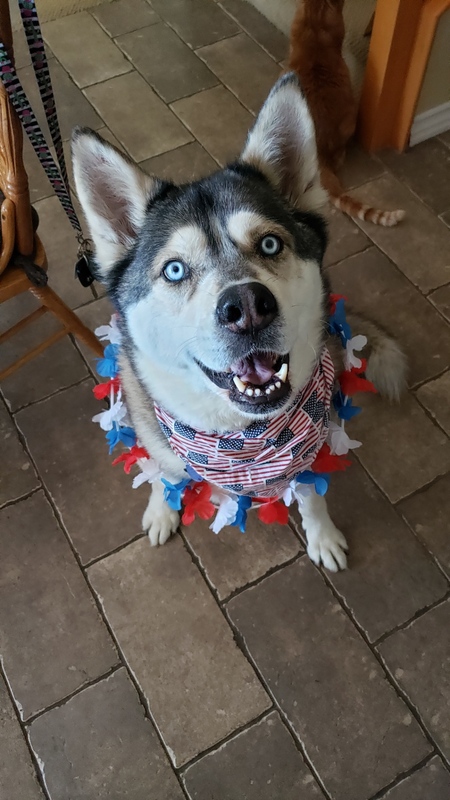 Entry image for Balto. Clicking this image will show a larger photo