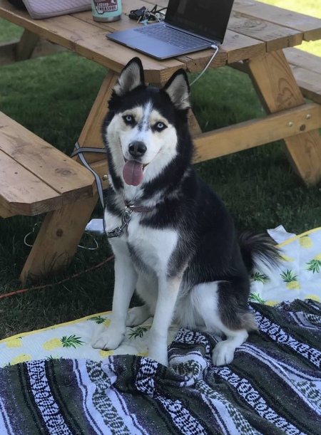 Entry image for Millie Mae. Clicking this image will show a larger photo