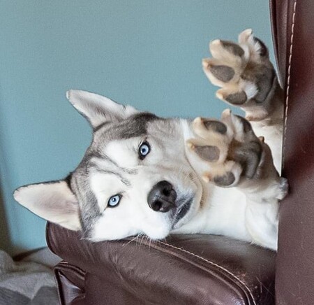 Entry image for Milo. Clicking this image will show a larger photo