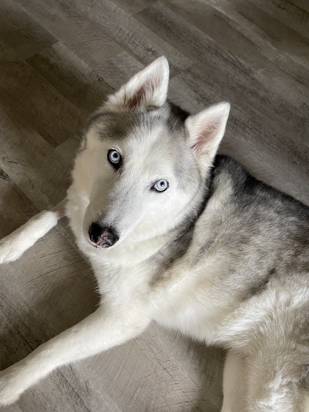 Entry image for Koda. Clicking this image will show a larger photo