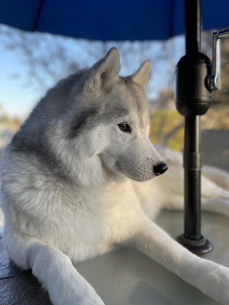 Entry image for Bella Luna. Clicking this image will show a larger photo