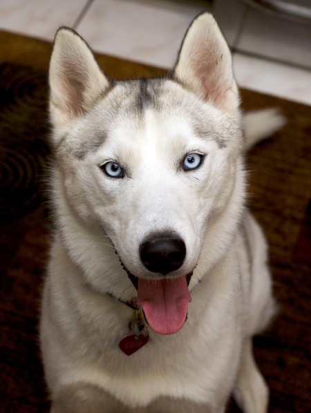 Entry image for Nyra. Clicking this image will show a larger photo