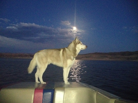 Entry image for Maverick. Clicking this image will show a larger photo