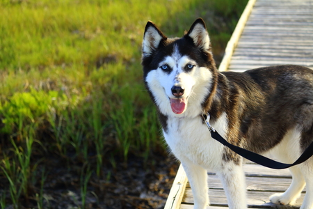 Entry image for Suki . Clicking this image will show a larger photo