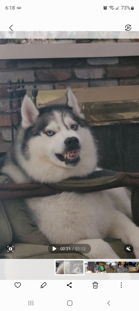 Entry image for Tyson . Clicking this image will show a larger photo