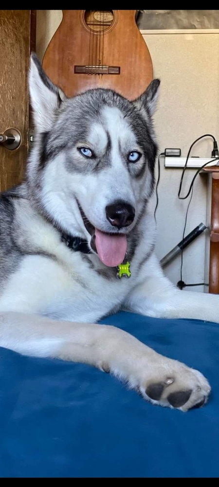 Entry image for Butch . Clicking this image will show a larger photo