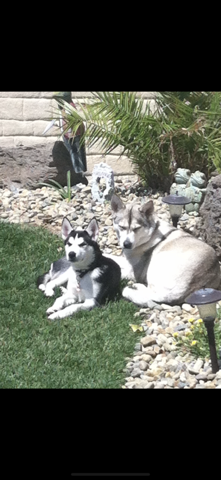 Entry image for Laska & Bella. Clicking this image will show a larger photo