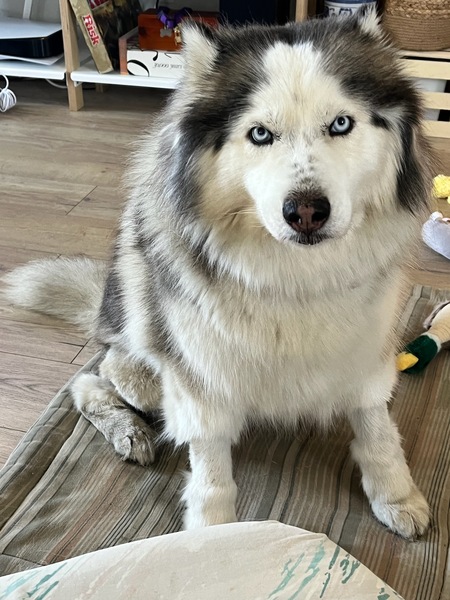 Entry image for Maya. Clicking this image will show a larger photo