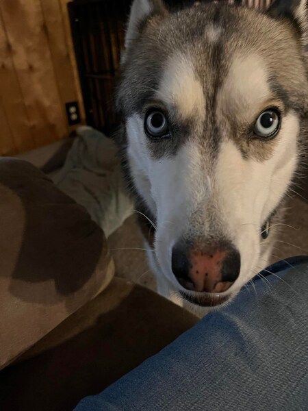 Entry image for LULU. Clicking this image will show a larger photo