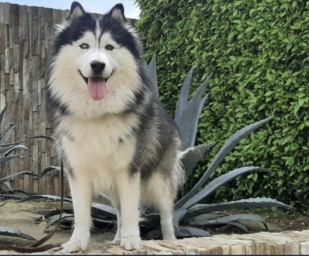 Entry image for Shadow. Clicking this image will show a larger photo