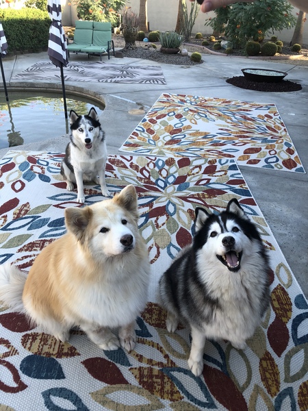 Entry image for Sophie, Cyrus, & Luna. Clicking this image will show a larger photo