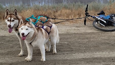 Entry image for Arya & Sasha . Clicking this image will show a larger photo