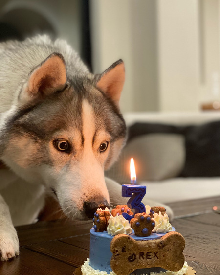 Entry image for Rex. Clicking this image will show a larger photo