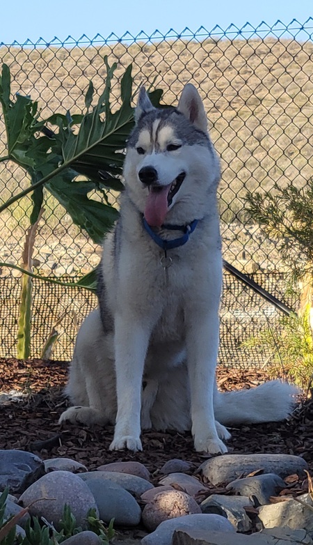 Entry image for Kai. Clicking this image will show a larger photo