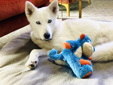 Entry image for Callie. Clicking this image will show a larger photo