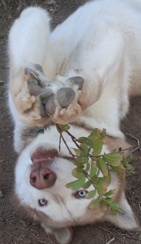 Entry image for Mia. Clicking this image will show a larger photo