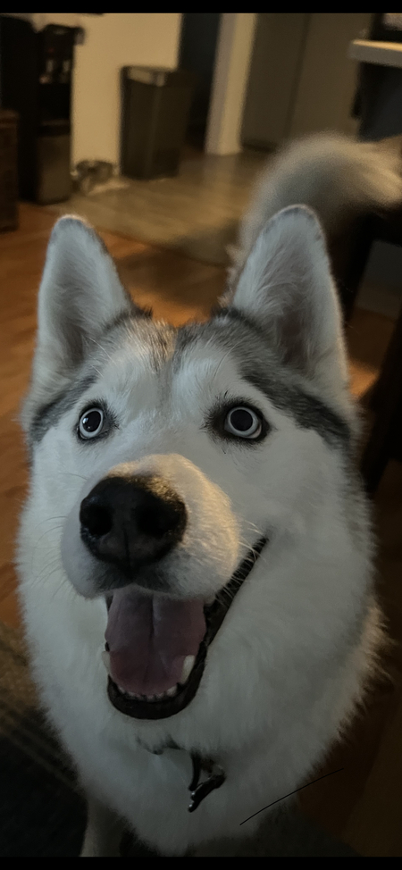 Entry image for Lenny. Clicking this image will show a larger photo