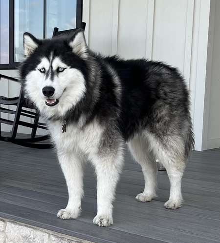 Entry image for Dioji. Clicking this image will show a larger photo