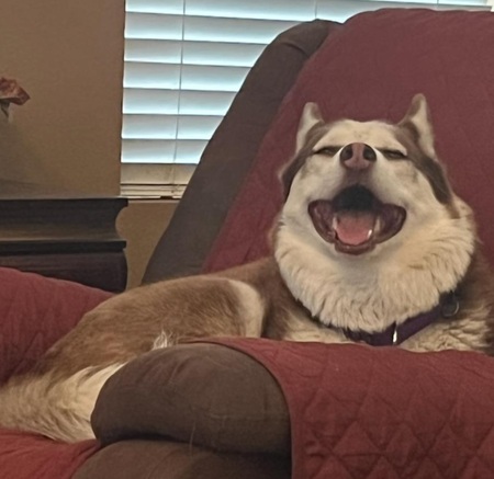 Entry image for Lilac. Clicking this image will show a larger photo