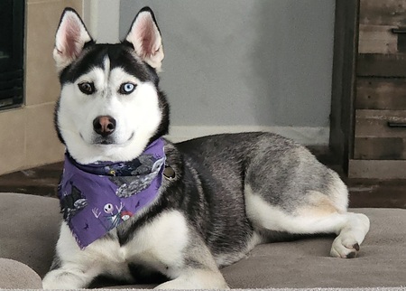 Entry image for Aurora. Clicking this image will show a larger photo