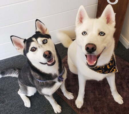 Entry image for Nanook. Clicking this image will show a larger photo