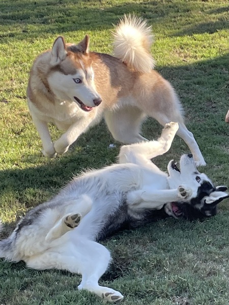 Entry image for Luna and Kona. Clicking this image will show a larger photo