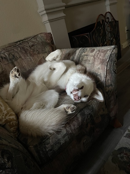 Entry image for Kona. Clicking this image will show a larger photo