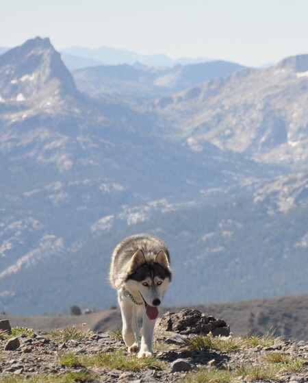 Entry image for Koda. Clicking this image will show a larger photo