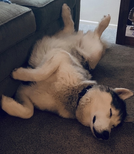 Entry image for Prince Ranier . Clicking this image will show a larger photo