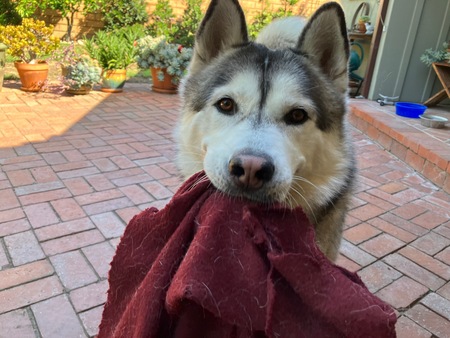 Entry image for Bodhi. Clicking this image will show a larger photo