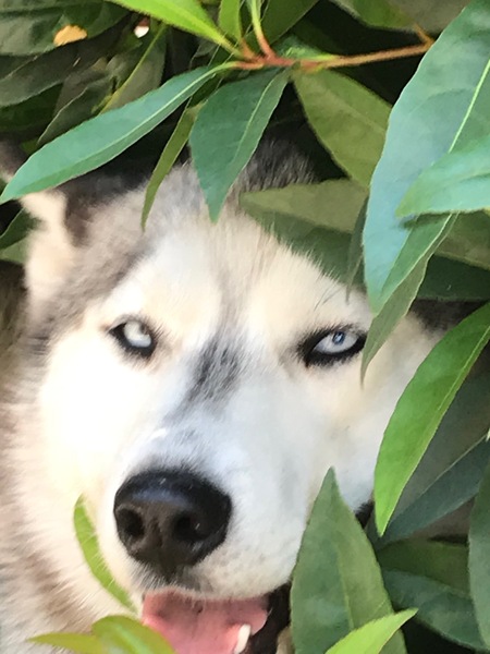 Entry image for Emily. Clicking this image will show a larger photo