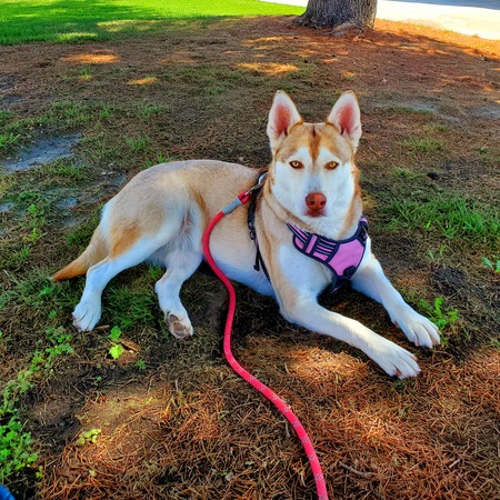 Entry image for Sasha. Clicking this image will show a larger photo