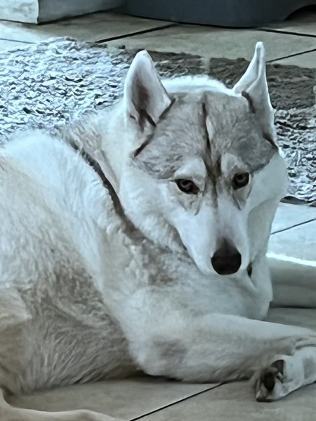 Entry image for Ghost. Clicking this image will show a larger photo