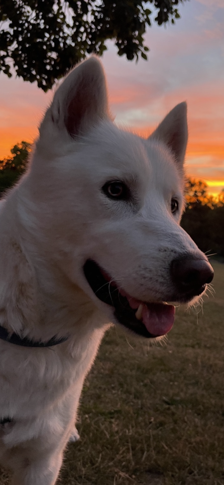 Entry image for Archie . Clicking this image will show a larger photo