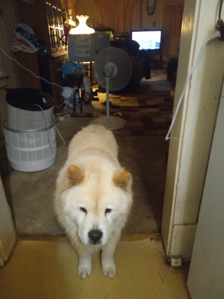 Entry image for Romeo . Clicking this image will show a larger photo