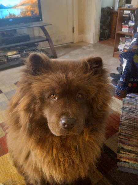 Entry image for Cocochanel. Clicking this image will show a larger photo