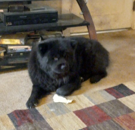 Entry image for tessa. Clicking this image will show a larger photo