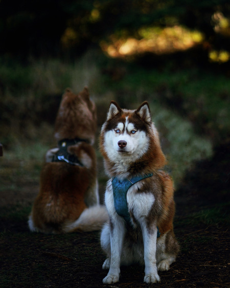 Entry image for Luna FKA Lili . Clicking this image will show a larger photo