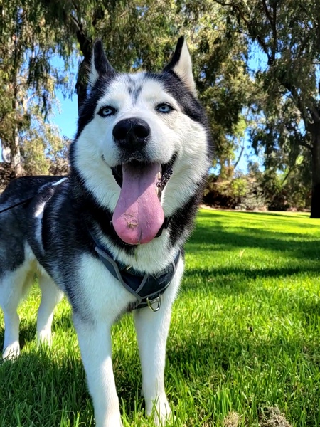 Entry image for Odin. Clicking this image will show a larger photo