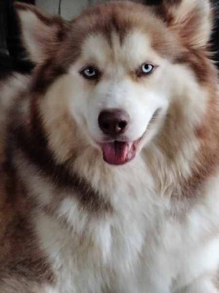 Entry image for Nola. Clicking this image will show a larger photo