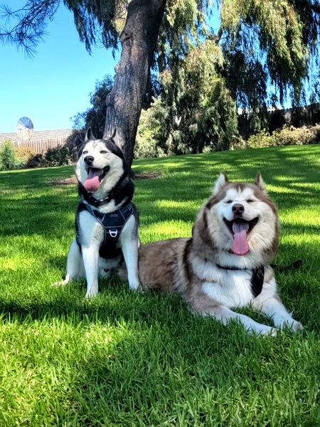 Entry image for Nola and Odin. Clicking this image will show a larger photo